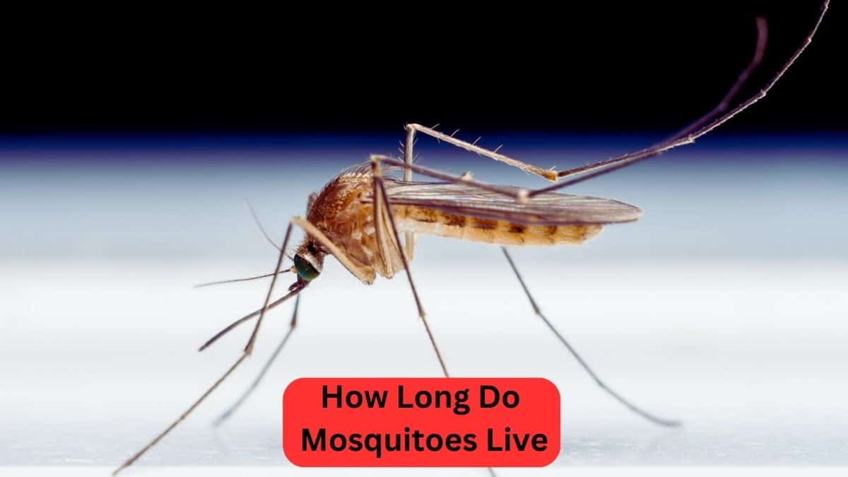 How Long Do Mosquitoes Live